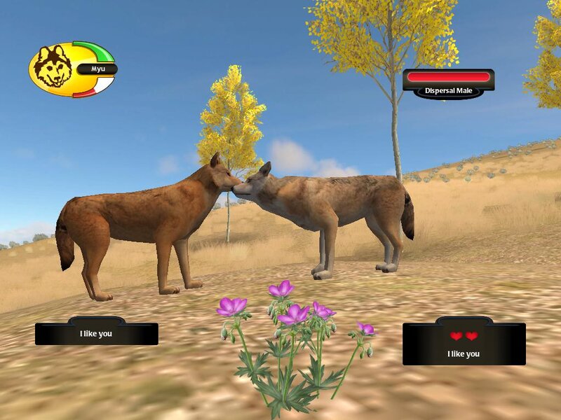 Two Wolves Interacting — Brown, Calm