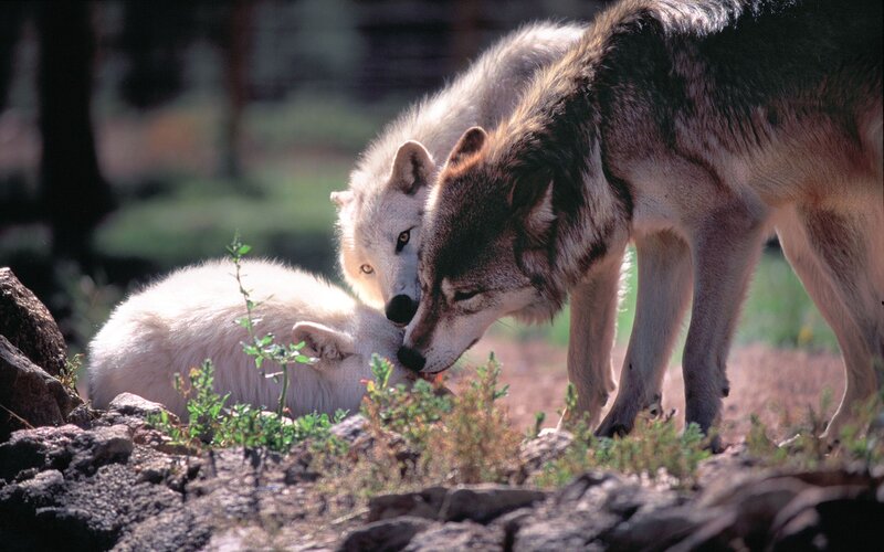 Two Wolves Interacting — Brown, Natural
