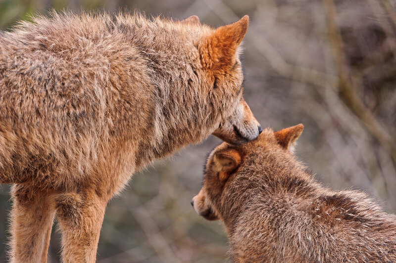 Two Wolves Interacting — Brown