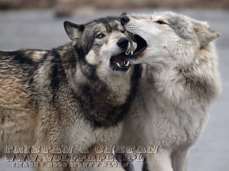 Two Wolves Interacting — Gray, Aggressive