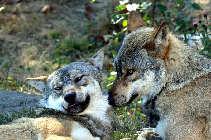 Two Wolves Interacting — Gray, Calm, Afternoon, Photograph, Grass