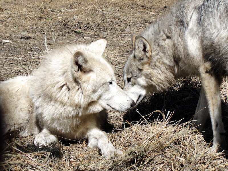 Two Wolves Interacting — Gray, Calm, Afternoon, Photograph