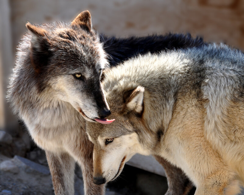 Two Wolves Interacting — Gray, Calm, Afternoon, Photograph, Tongue
