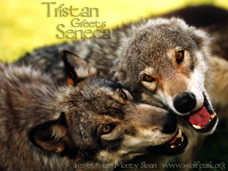 Two Wolves Interacting — Gray, Calm, Afternoon