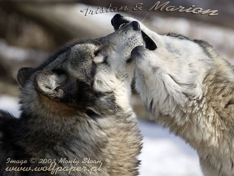 Two Wolves Interacting — Gray, Calm, Winter, Photograph