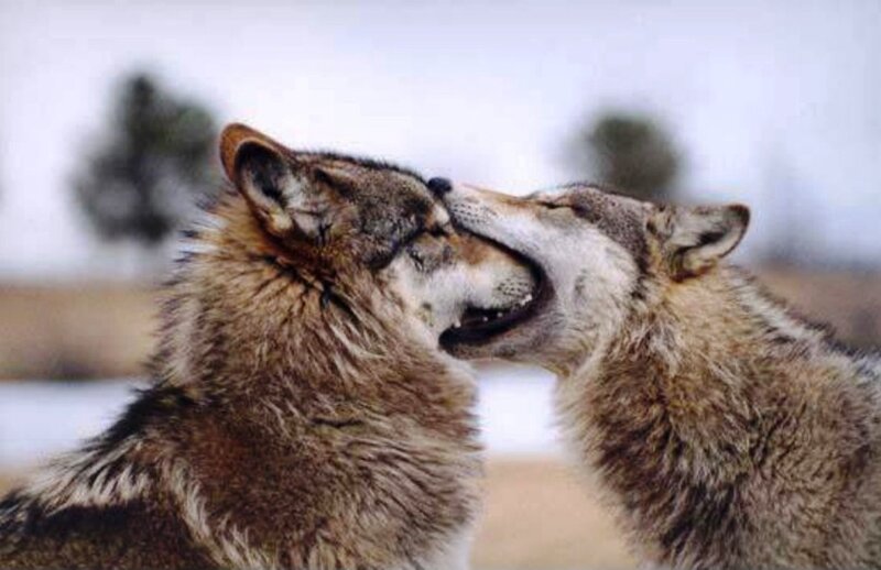 Two Wolves Interacting — Gray, Calm, Winter, Photograph, Trees