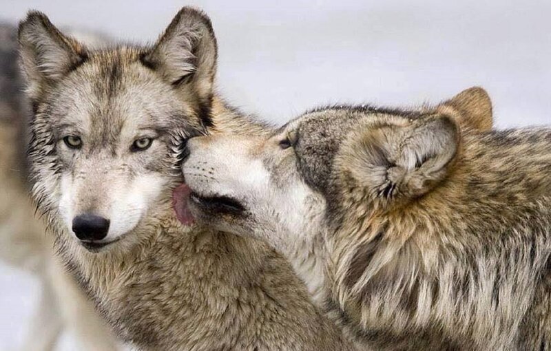 Two Wolves Interacting — Gray, Calm, Winter, Photograph, Wolf