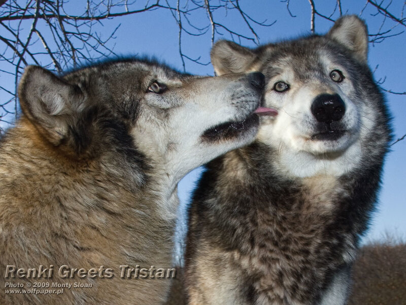 Two Wolves Interacting — Gray, Calm, Winter