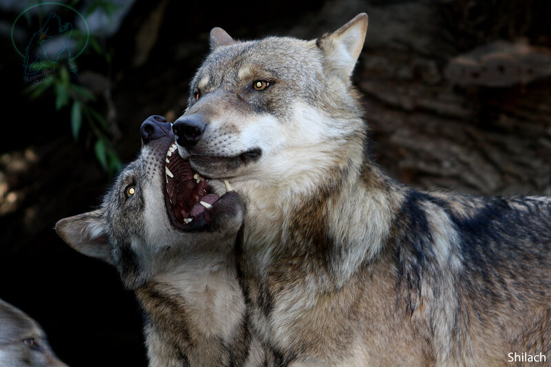 Two Wolves Interacting — Gray, Dramatic, Photograph