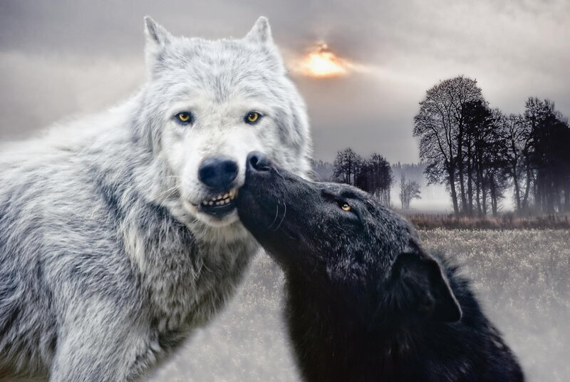 Two Wolves Interacting — Gray, Dramatic, Sunset