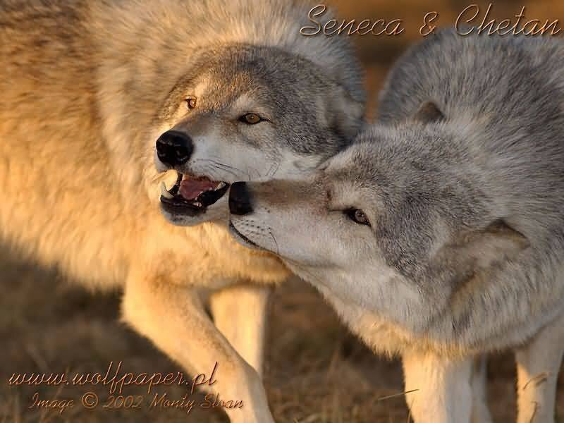 Two Wolves Interacting — Gray, Dramatic