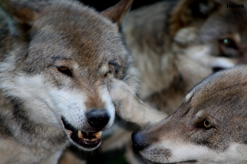Two Wolves Interacting — Gray, Intense, Photograph