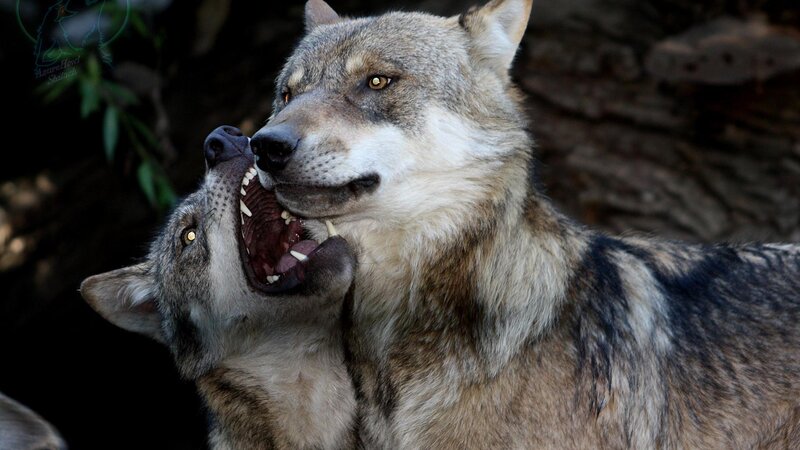 Two Wolves Interacting — Gray, Intense, Photograph, Wolf