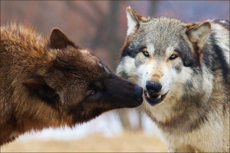 Two Wolves Interacting — Gray, Intense, Winter