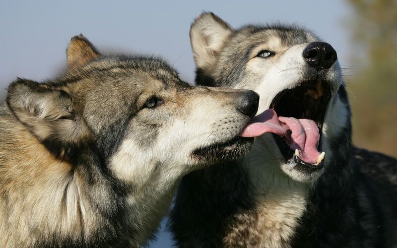 Two Wolves Interacting — Gray, Natural, Afternoon, Photograph, Open Mouth