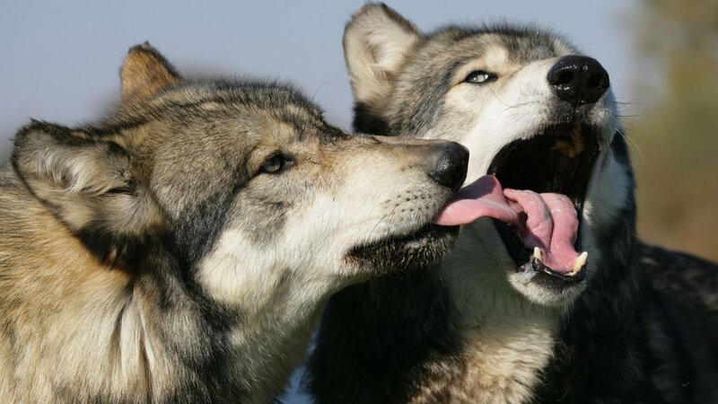 Two Wolves Interacting — Gray, Natural, Afternoon, Photograph, Open Mouth, Tongue, Sky, White