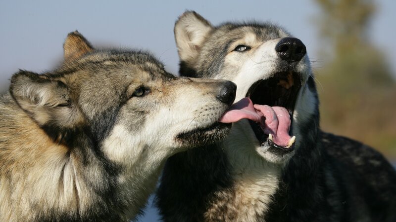 Two Wolves Interacting — Gray, Natural, Afternoon, Photograph