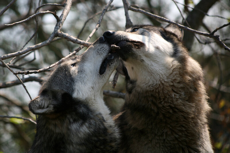 Two Wolves Interacting — Gray, Natural, Afternoon