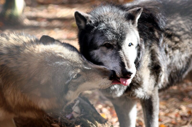 Two Wolves Interacting — Gray, Natural, Autumn