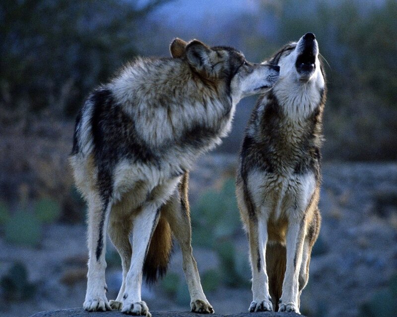 Two Wolves Interacting — Gray, Natural, Night, Photograph