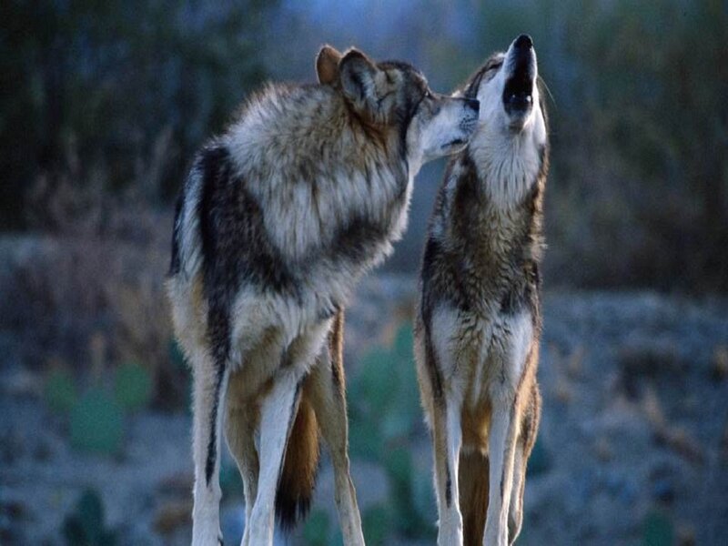 Two Wolves Interacting — Gray, Natural, Night