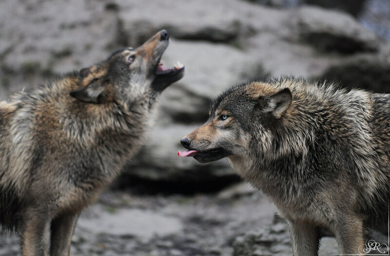 Two Wolves Interacting — Gray, Natural, Photograph, Rocks