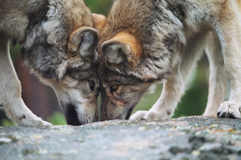 Two Wolves Interacting — Gray, Natural, Photograph
