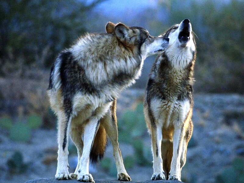 Two Wolves Interacting — Gray, Natural, Sunset, Photograph, Rock, Trees, Brown