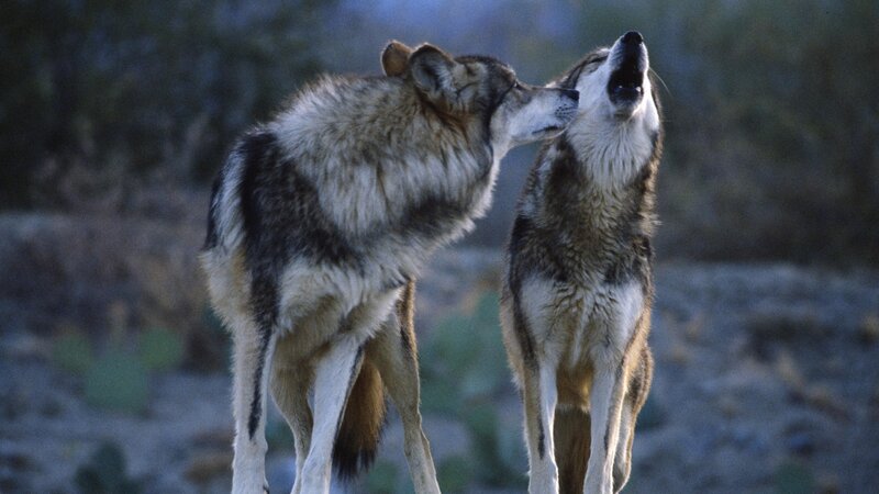 Two Wolves Interacting — Gray, Natural, Sunset, Photograph