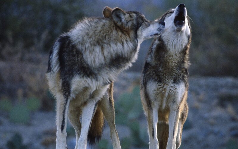 Two Wolves Interacting — Gray, Natural, Sunset, Photograph, Wolf