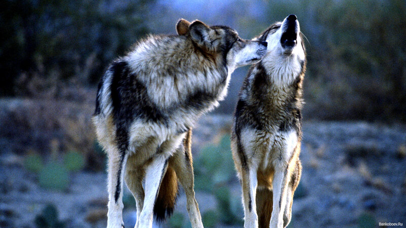Two Wolves Interacting — Gray, Natural, Sunset