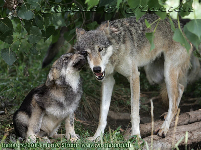 Two Wolves Interacting — Gray, Natural