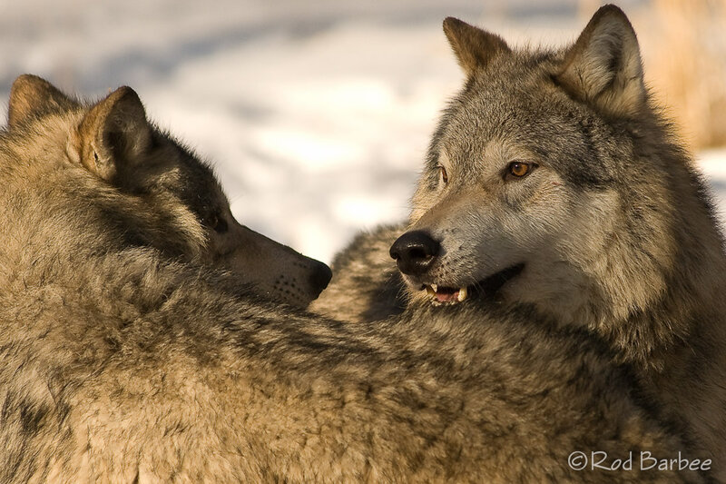 Two Wolves Interacting — Gray, Natural, Winter, Photograph, Snow, Forest