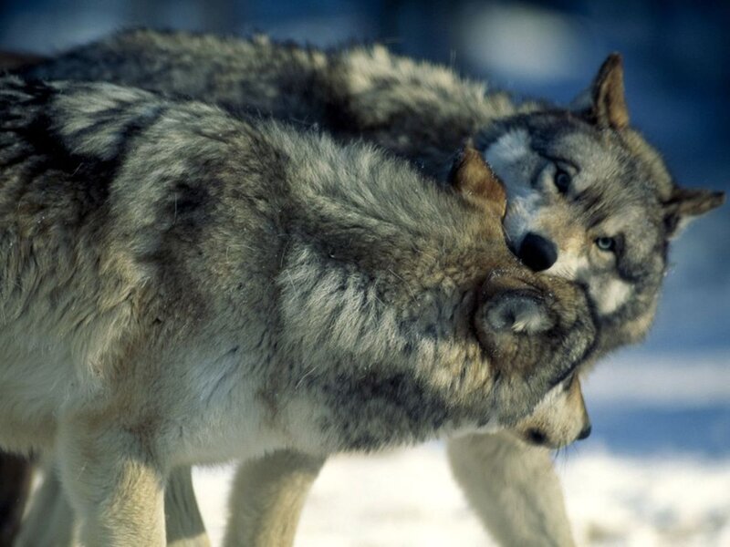 Two Wolves Interacting — Gray, Natural, Winter, Photograph