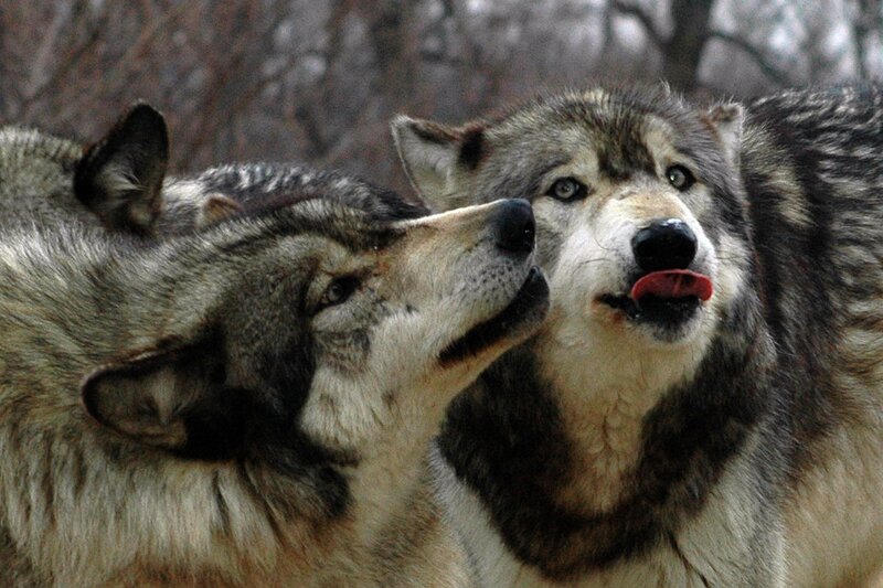 Two Wolves Interacting — Gray, Natural, Winter, Photograph, Trees