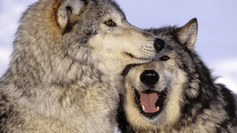 Two Wolves Interacting — Gray, Natural, Winter