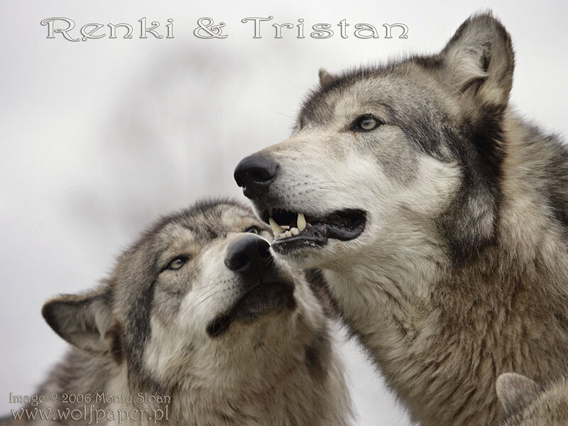 Two Wolves Interacting — Gray, Neutral