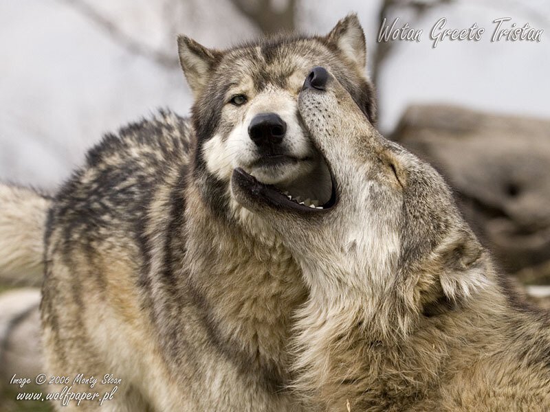 Two Wolves Interacting — Gray, Playful