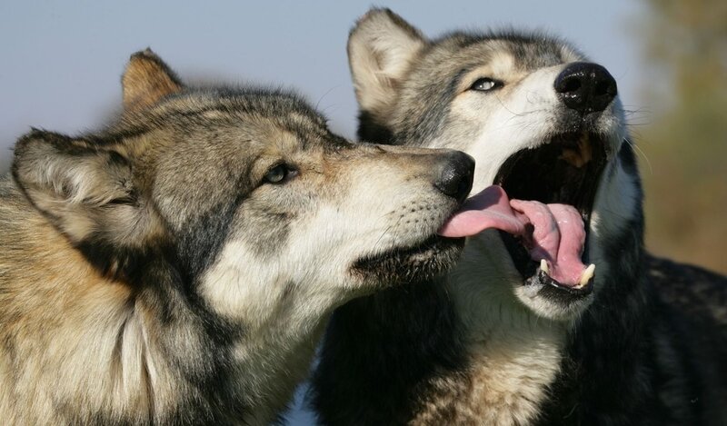Two Wolves Interacting — Gray