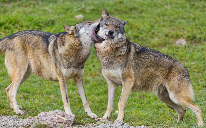Two Wolves Interacting — Green