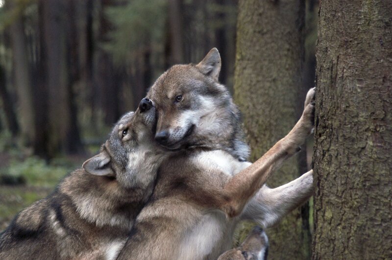 Two wolves interacting in forest