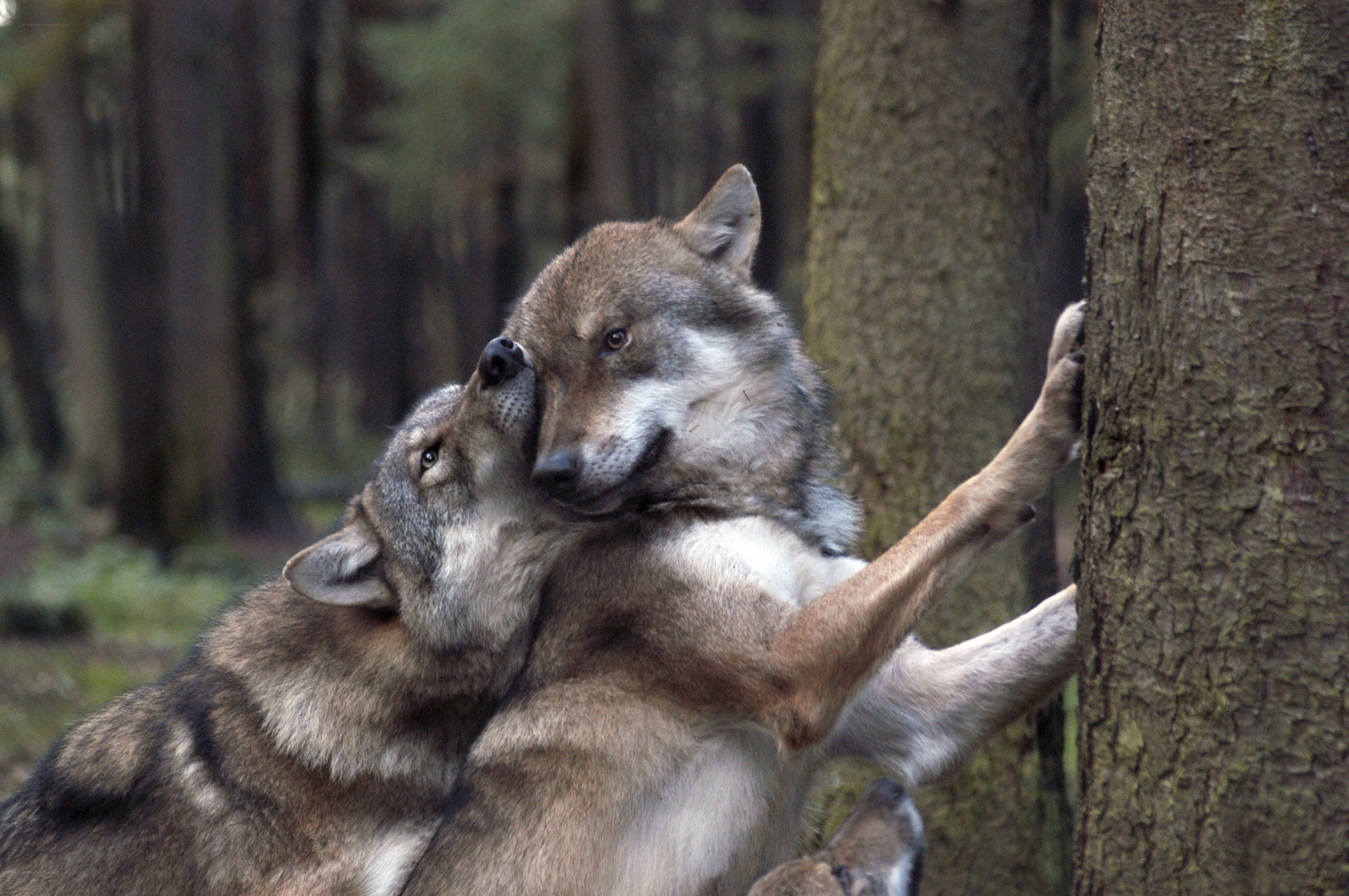 Two wolves interacting in forest
