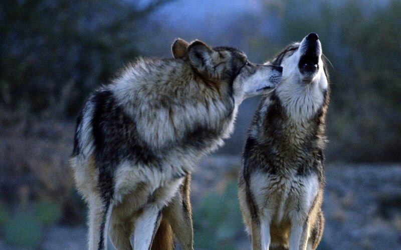Two wolves interacting in nature