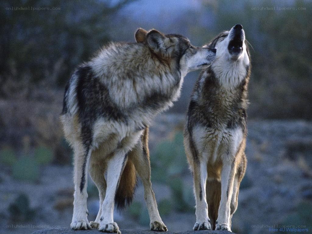 Two wolves interacting in nature