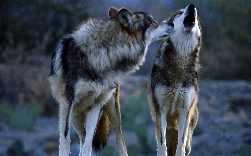 Two wolves interacting in nature
