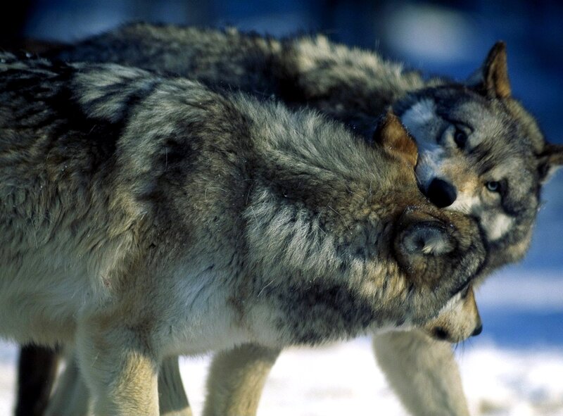 Two wolves interacting in snow
