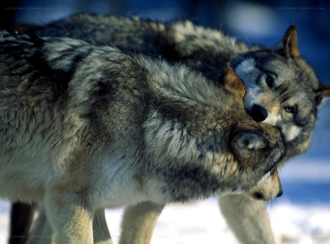 Two wolves interacting in snow