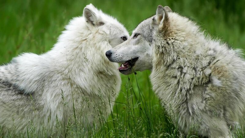 Two Wolves Interacting — White, Calm, Afternoon