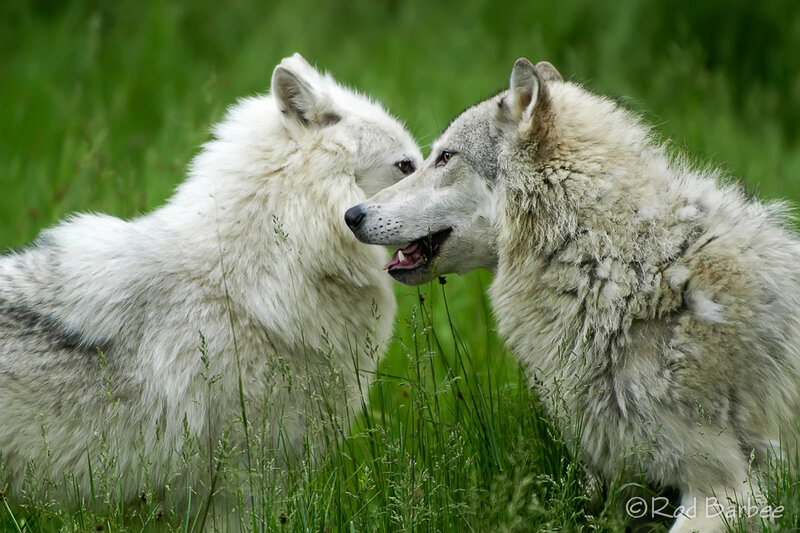 Two Wolves Interacting — White, Calm, Summer
