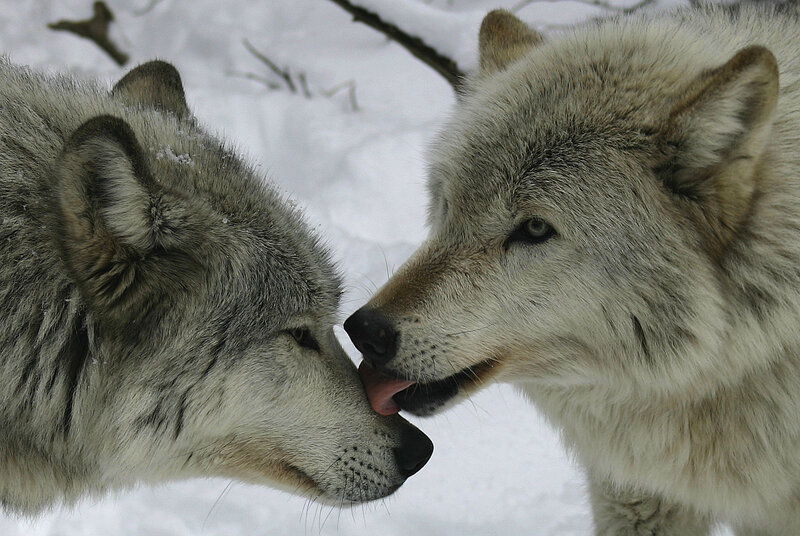 Two Wolves Interacting — White, Calm